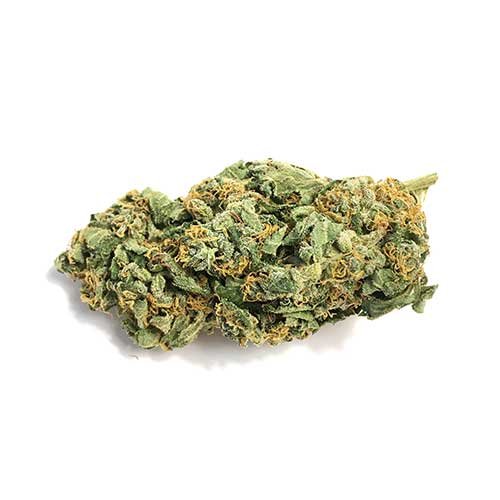 Cepa de marihuana Jack Herer