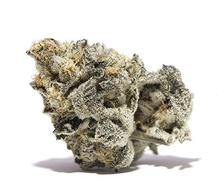 Cepa de cannabis Girl Scout Cookies (GSC)